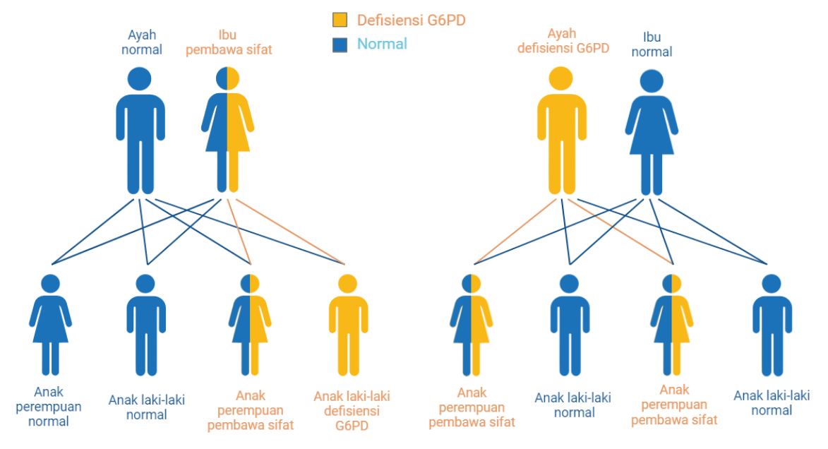 G6PD family inheritance